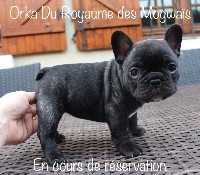 du Royaume des Mogwaïs - Bouledogue français - Portée née le 23/02/2018