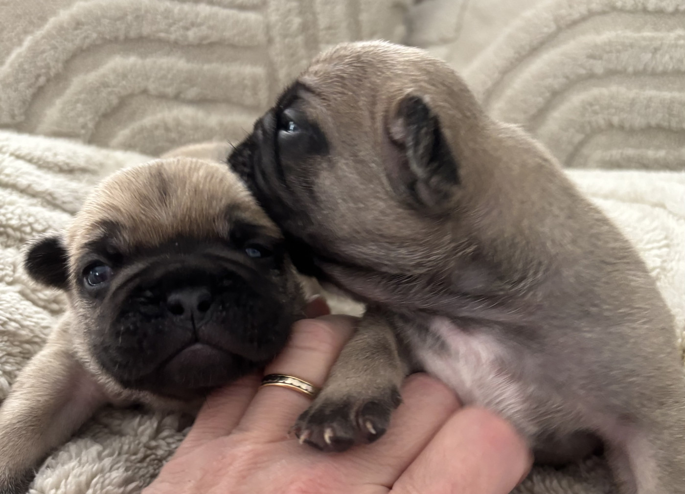 Chiot Bouledogue français du Royaume des Mogwaïs