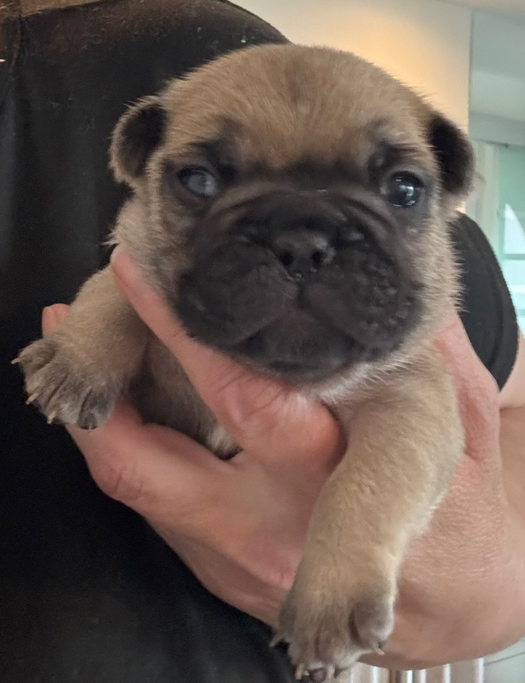 du Royaume des Mogwaïs - Chiots disponibles - Bouledogue français
