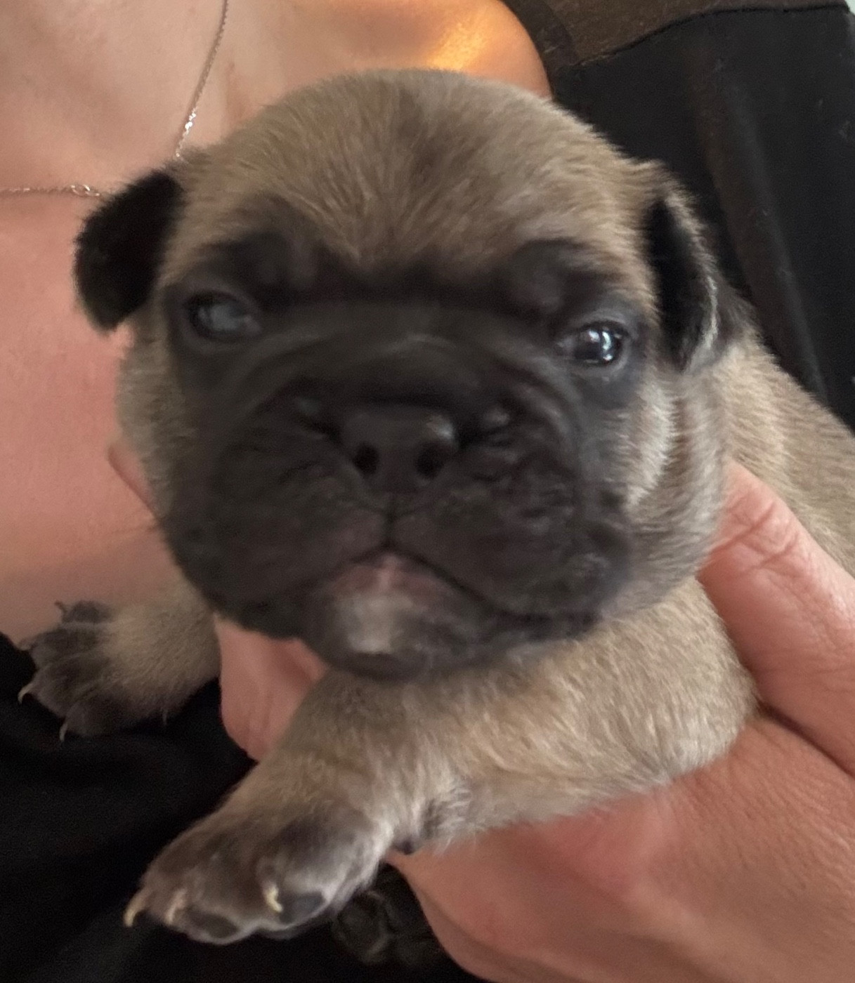 du Royaume des Mogwaïs - Chiots disponibles - Bouledogue français